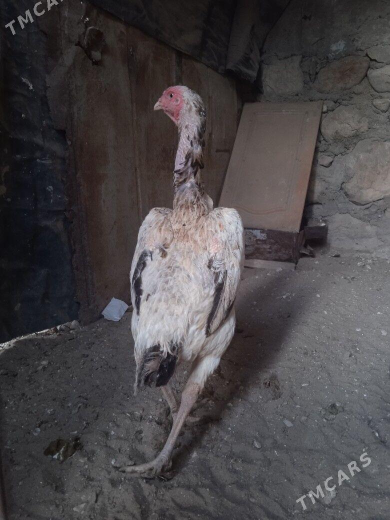 taskent maki - Балканабат - img 4