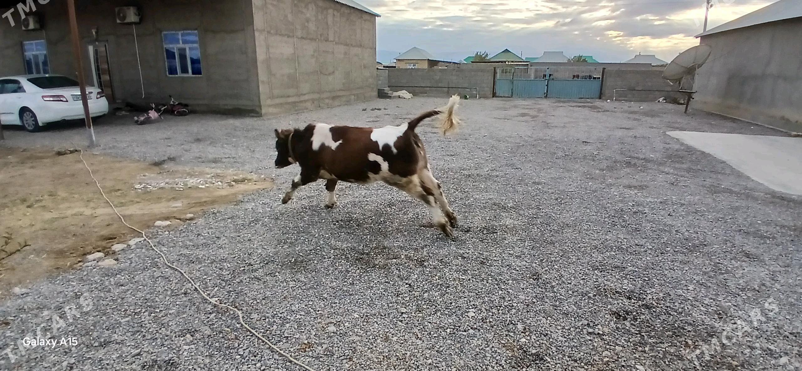 tuwe - Ак-Бугдайский этрап - img 2