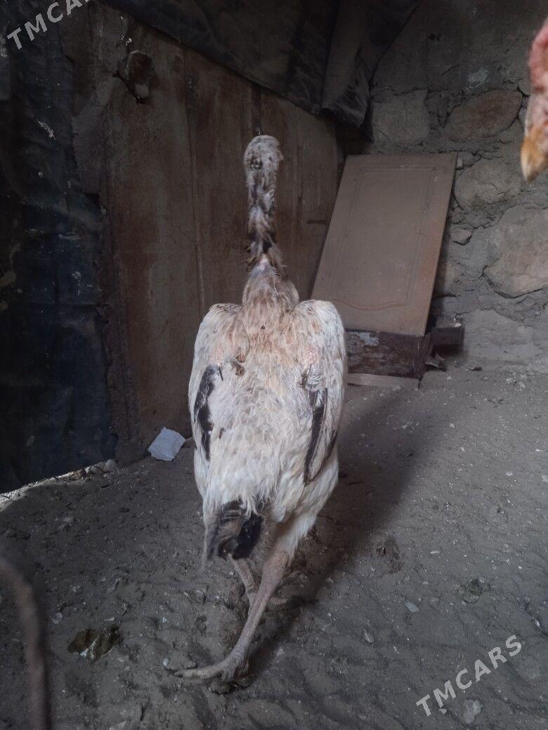 taskent maki - Балканабат - img 3