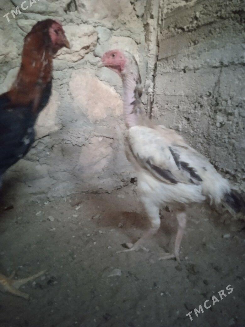 taskent maki - Балканабат - img 2