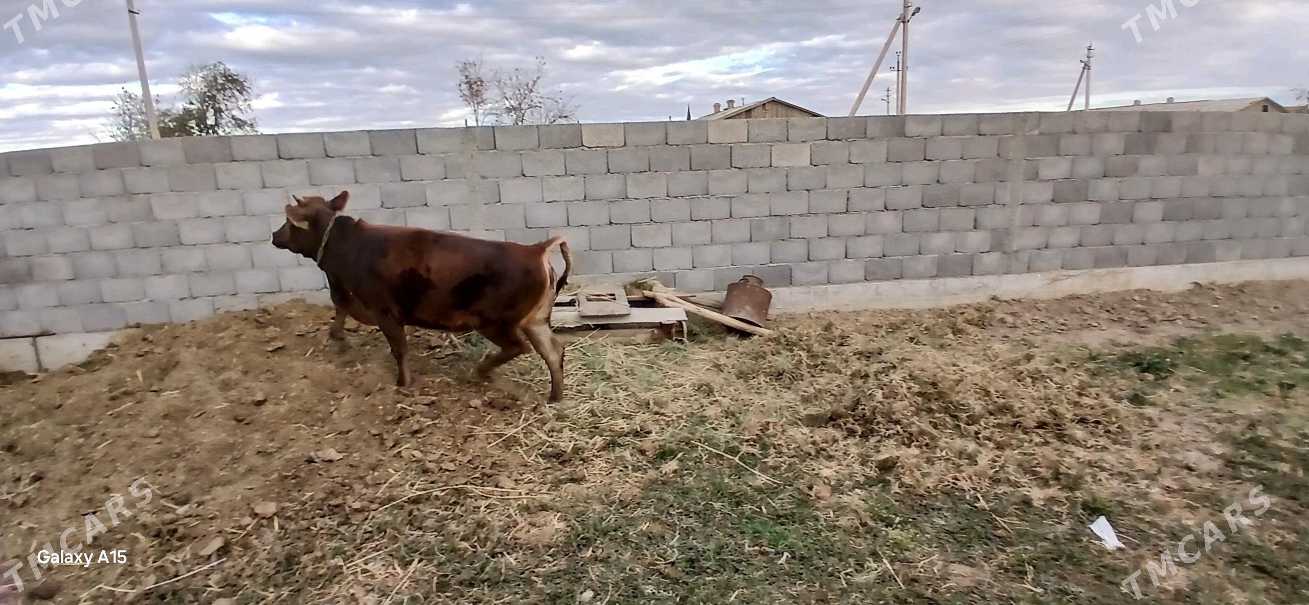 tuwe - Ак-Бугдайский этрап - img 3