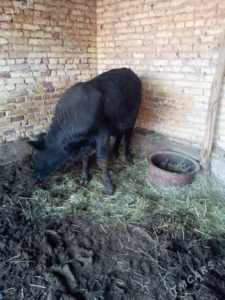 okuz - Чарджоу - img 2