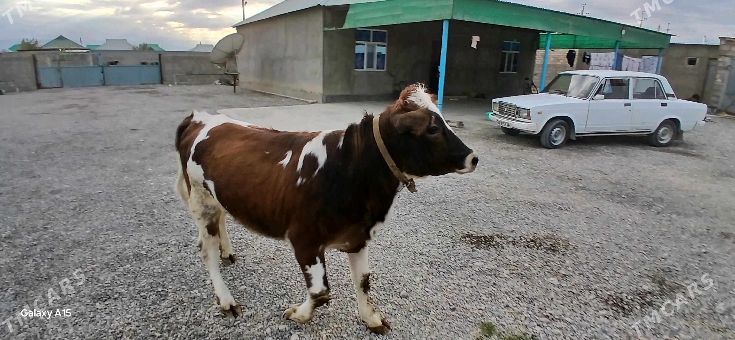 tuwe - Ак-Бугдайский этрап - img 4