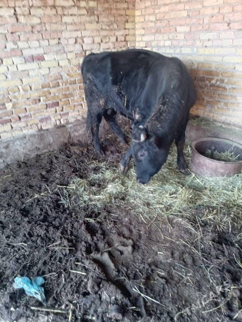 okuz - Чарджоу - img 3