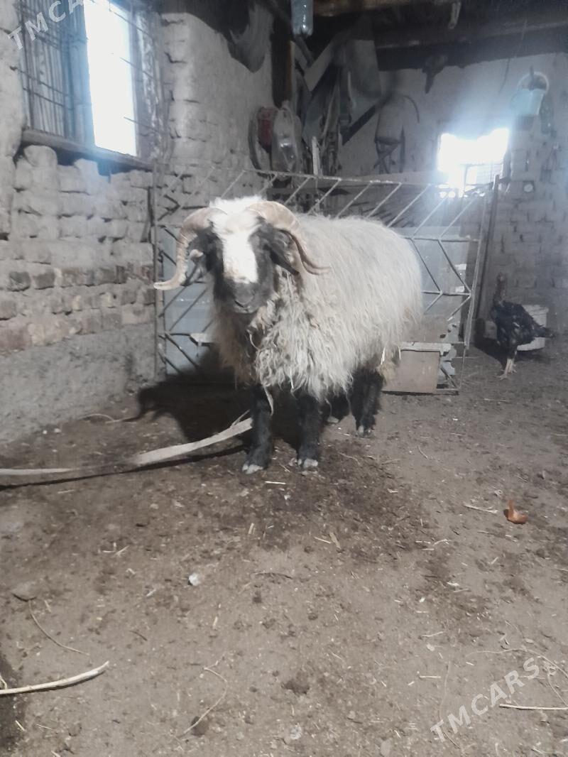 goc guzi - Дашогуз - img 2