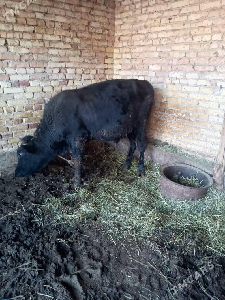 okuz - Чарджоу - img 1