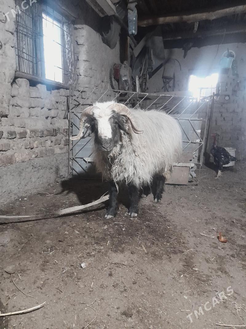 goc guzi - Дашогуз - img 1