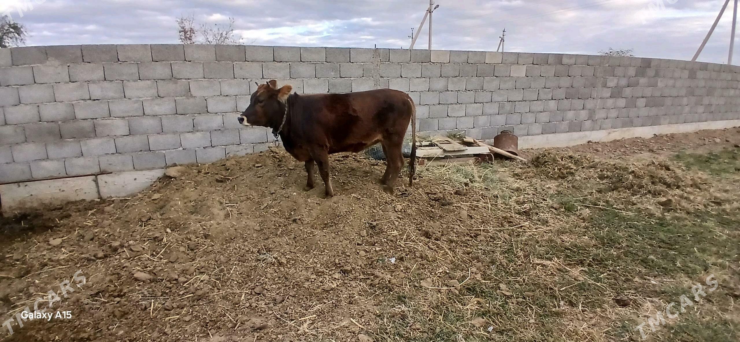 tuwe - Ак-Бугдайский этрап - img 5