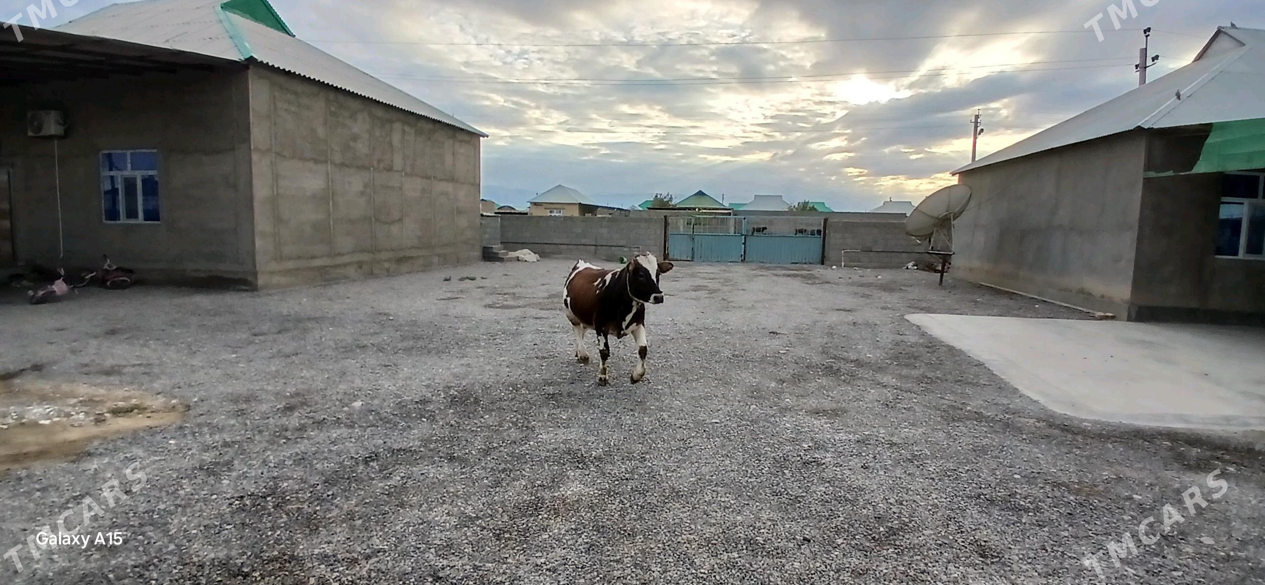 tuwe - Ак-Бугдайский этрап - img 6