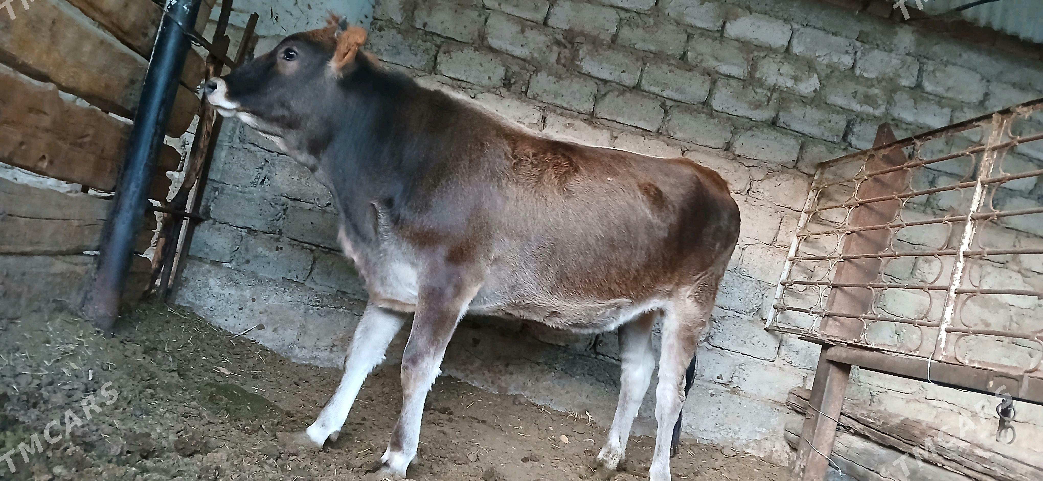 Bakylan tüwe - Бузмеин - img 2