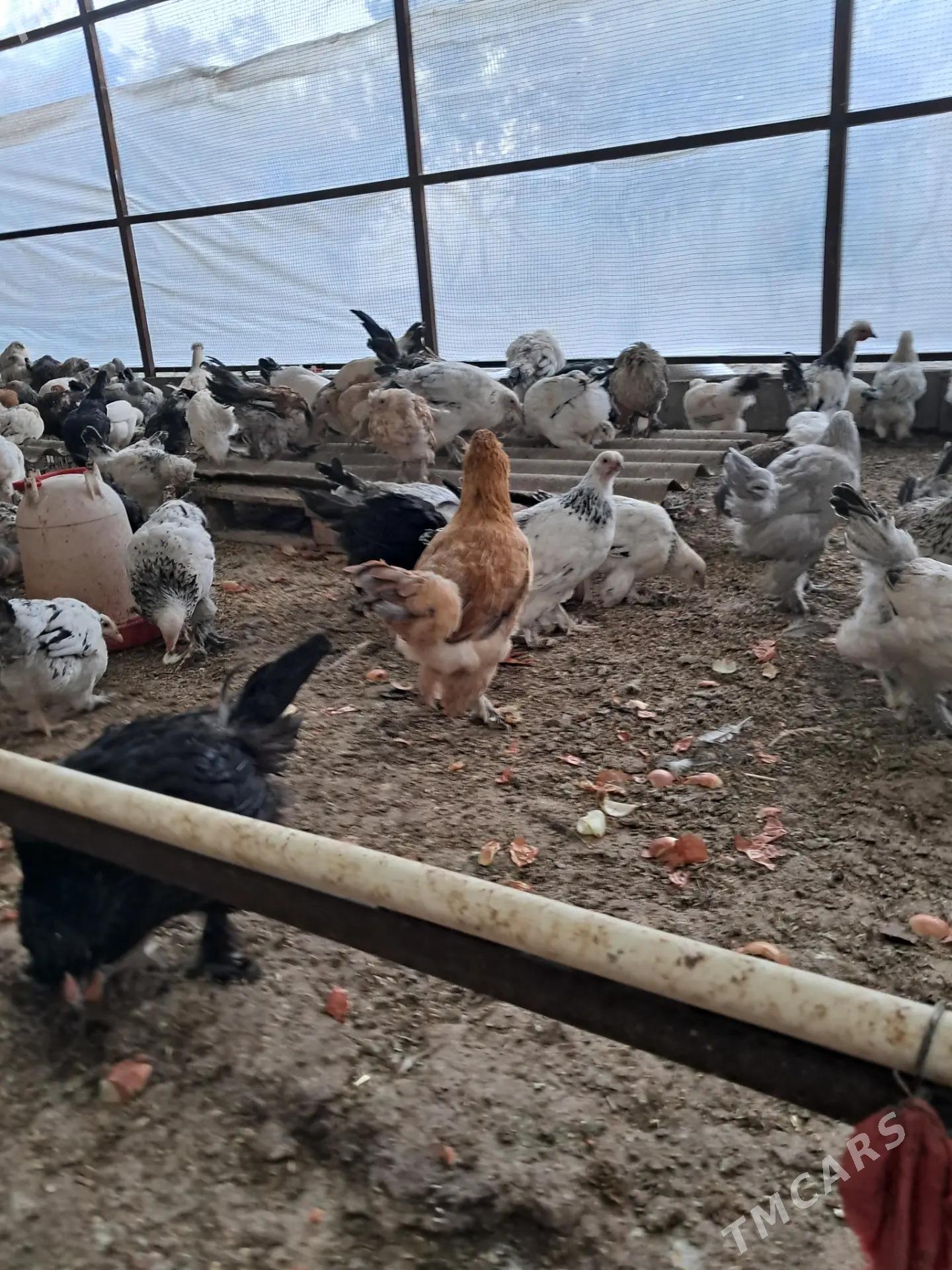 Towuk Juyje Horaz balakly - Köşi - img 3