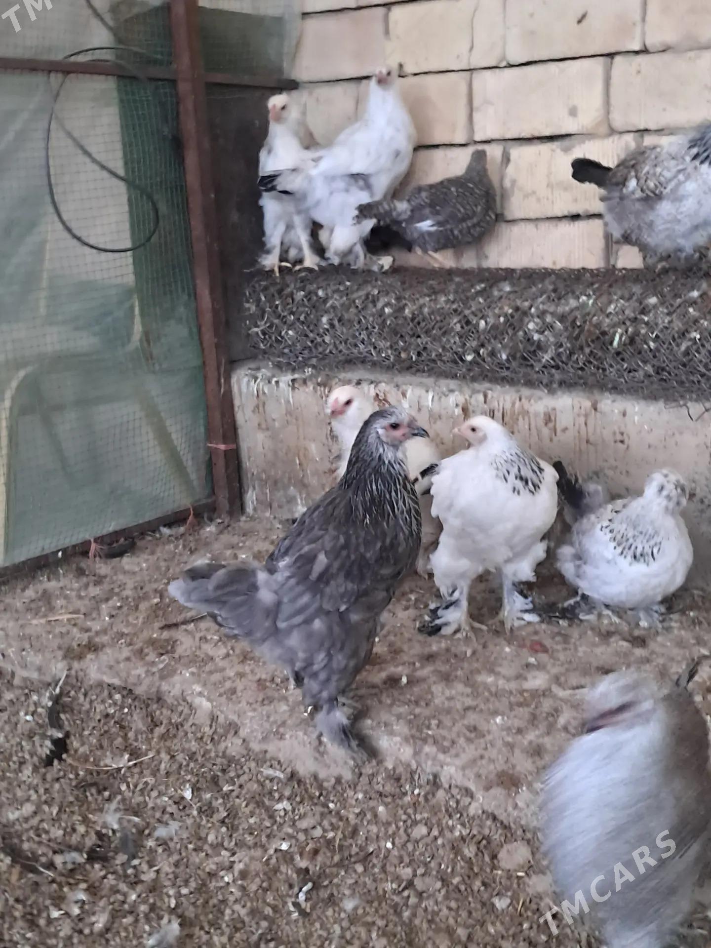 Towuk Juyje Horaz balakly - Köşi - img 6