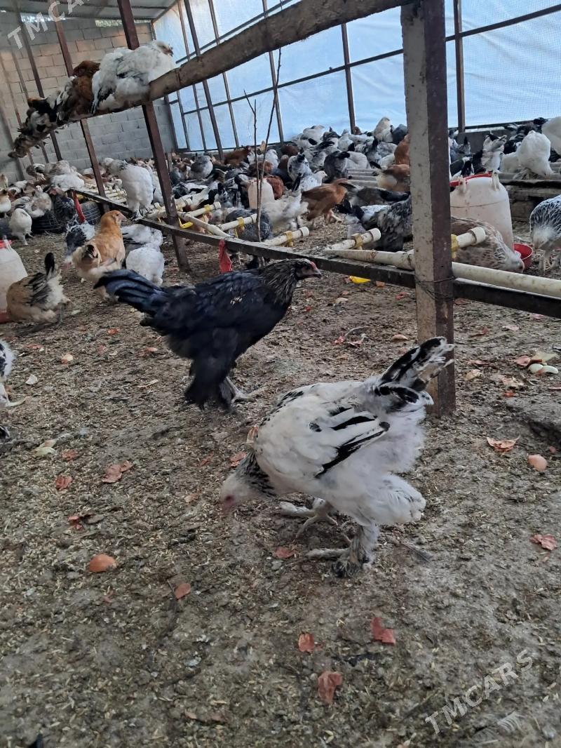 Towuk Juyje Horaz balakly - Köşi - img 1