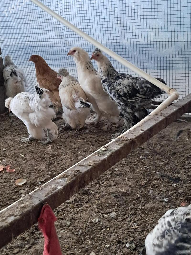 Towuk Juyje Horaz balakly - Köşi - img 4