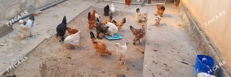 Towuk - Ruhabat (90-njy razýezd) - img 1