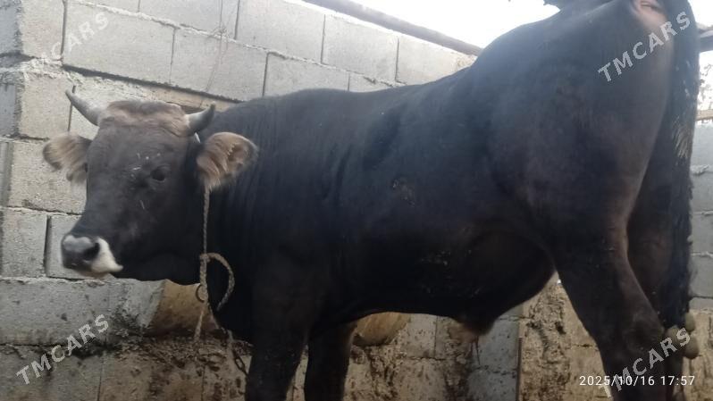 okuz,3sany - Бахарден - img 4