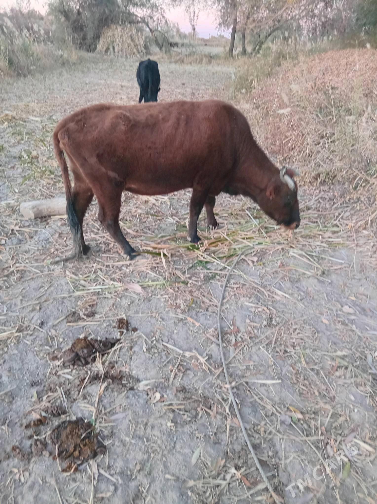 sygyr - Губадаг - img 4