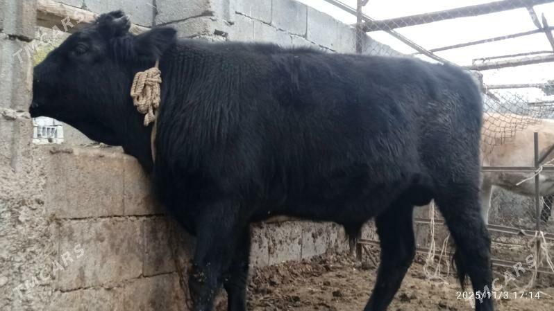 okuz,3sany - Бахарден - img 1