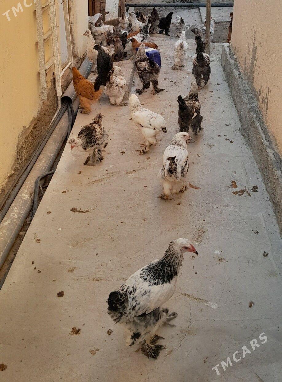 Towuk - Ruhabat (90-njy razýezd) - img 2