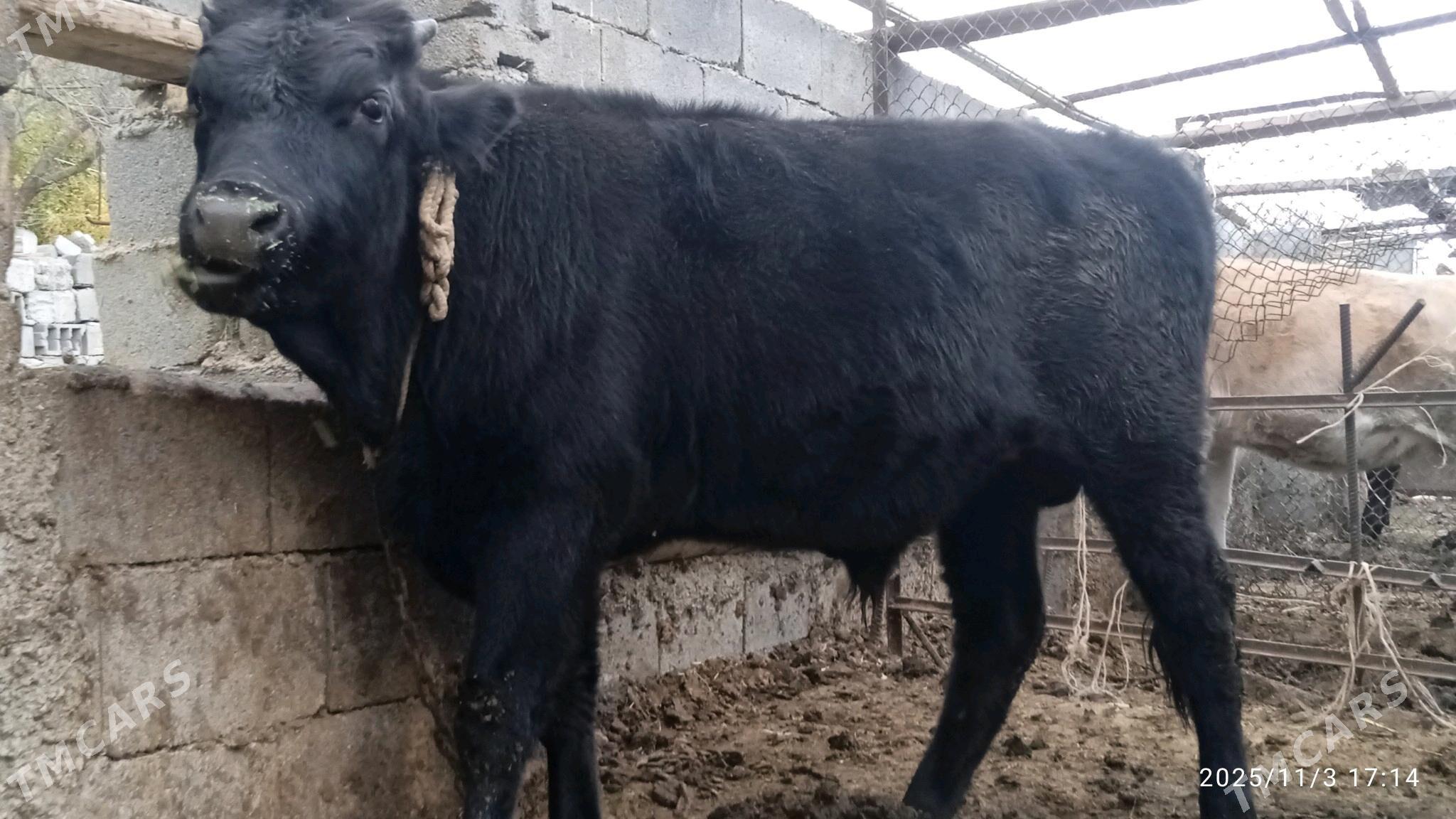 okuz,3sany - Бахарден - img 2