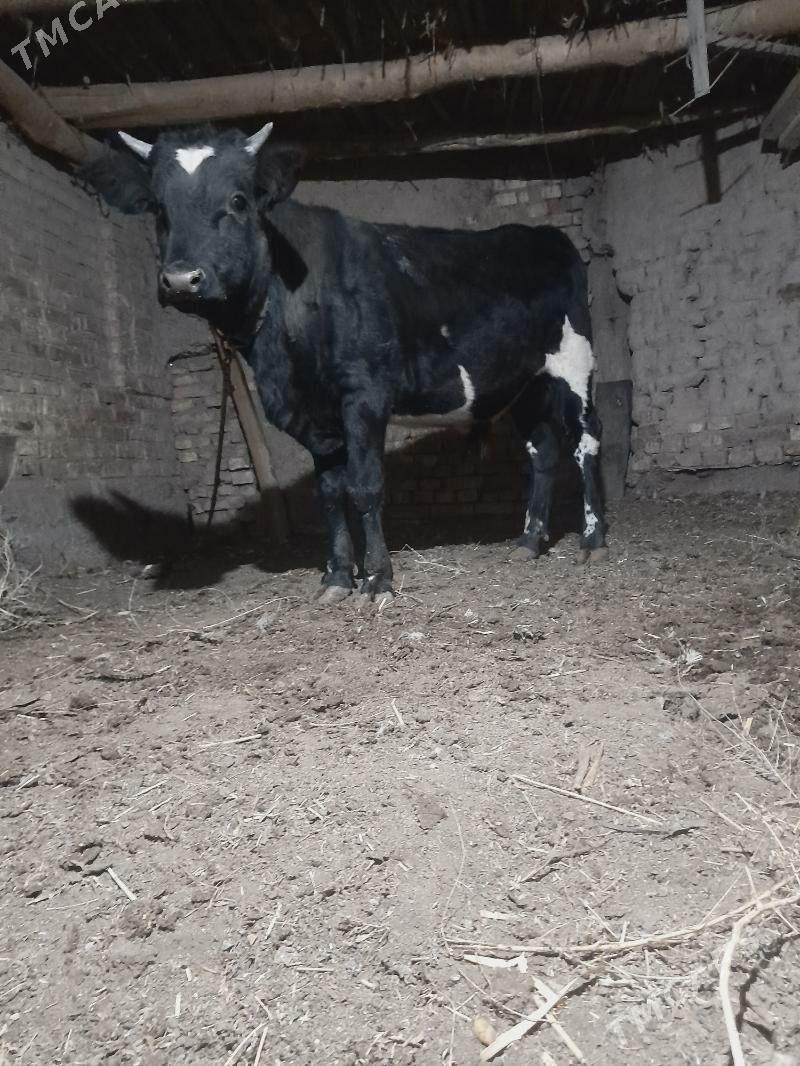 okuz - Дашогуз - img 1