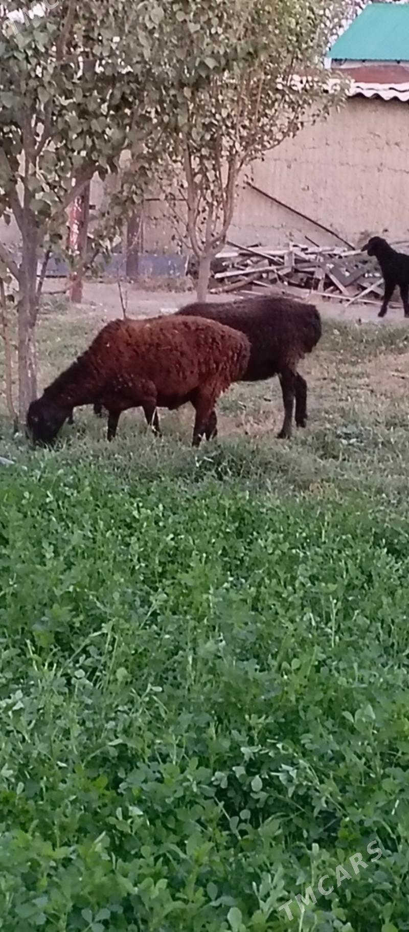 gisar - Aşgabat - img 1