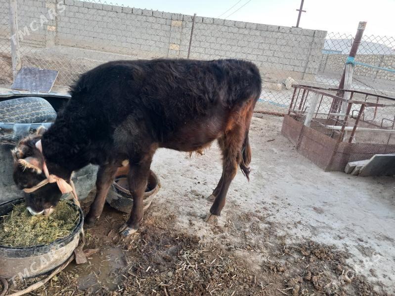 okuzce - Эсенгулы - img 3