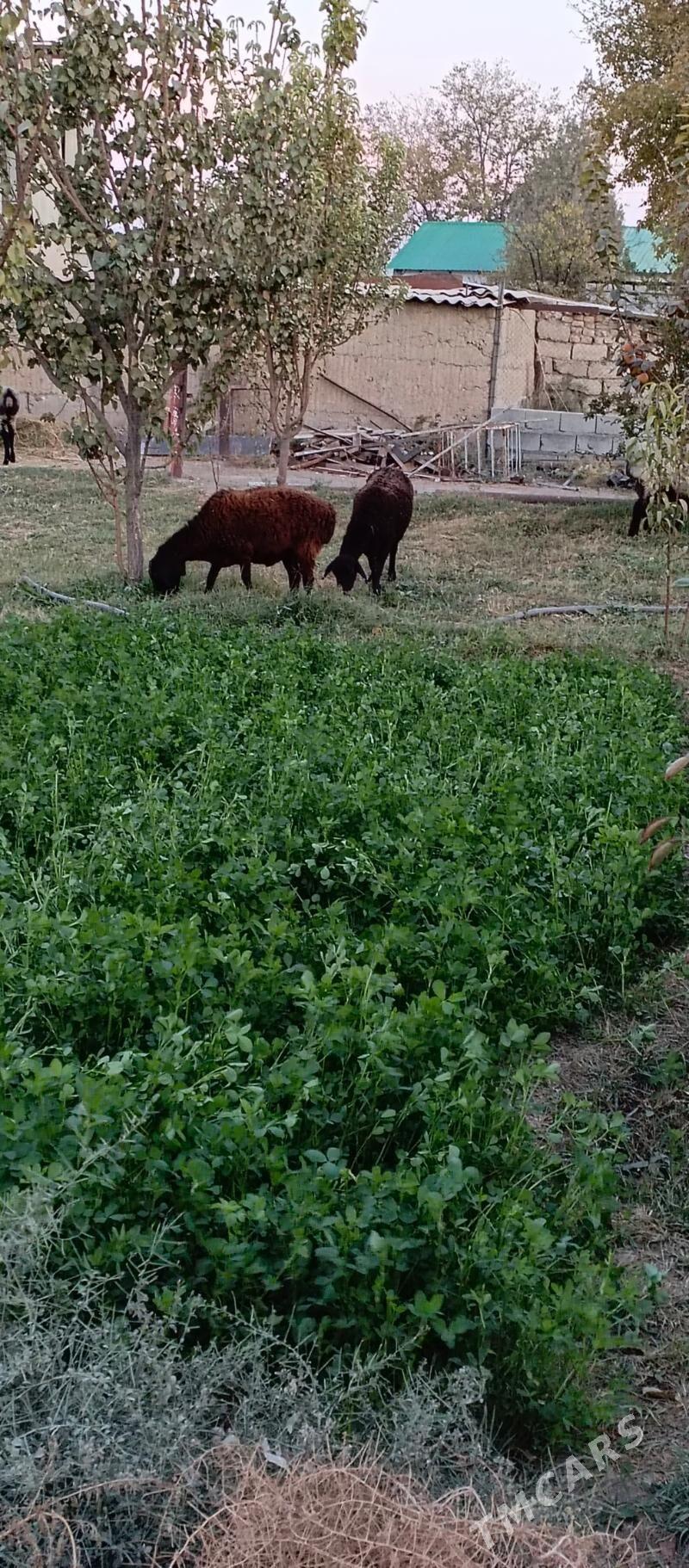 gisar - Aşgabat - img 2