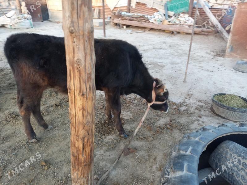 okuzce - Эсенгулы - img 1