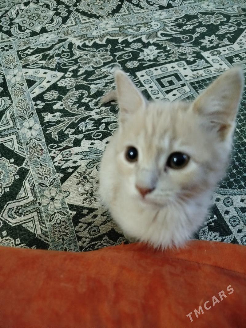 Pishik - Daşoguz - img 2