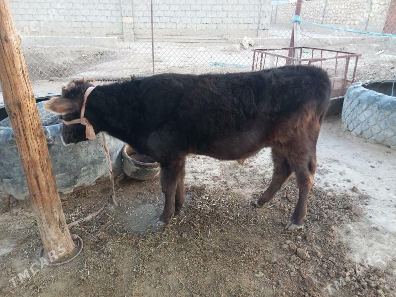 okuzce - Эсенгулы - img 2