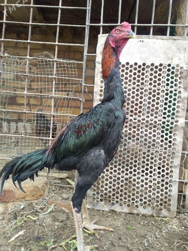 juuyje - Керки - img 7