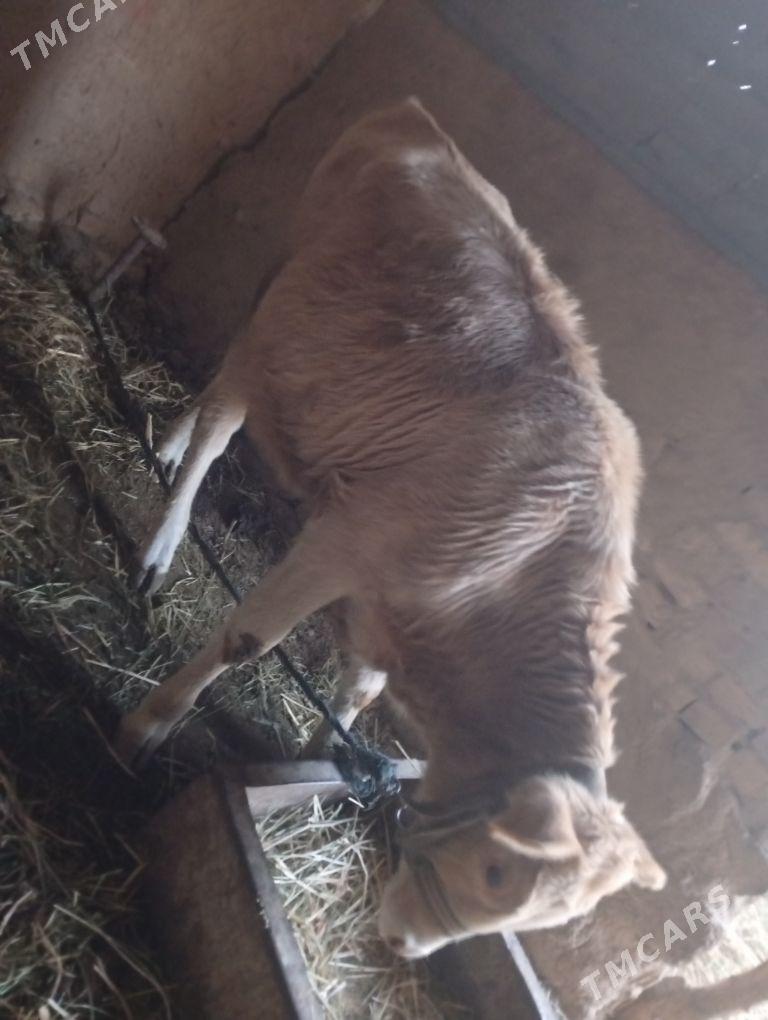 gulajyn - Мары - img 1