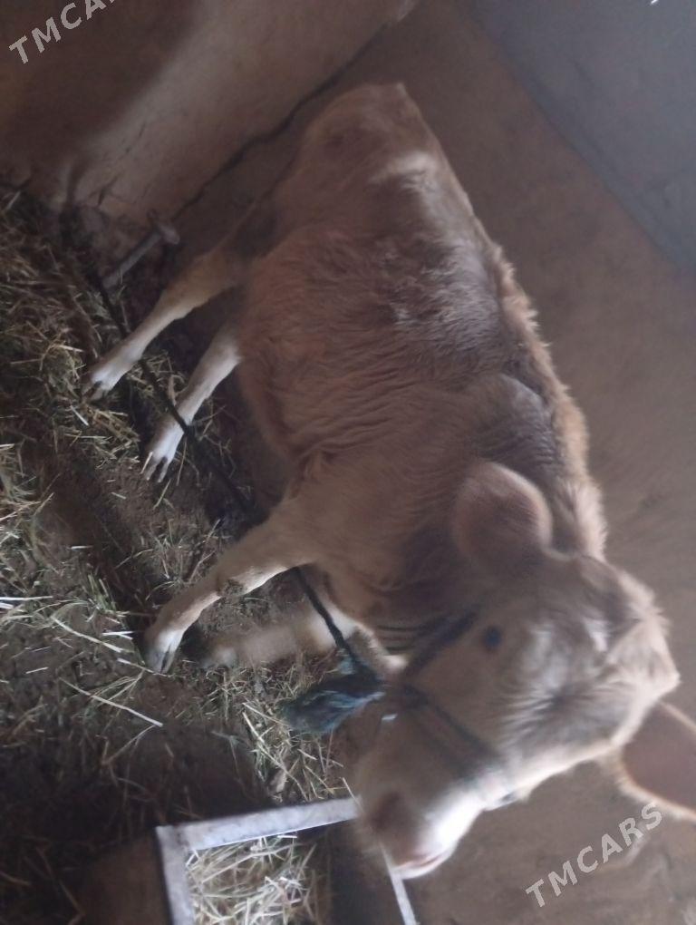 gulajyn - Mary - img 4