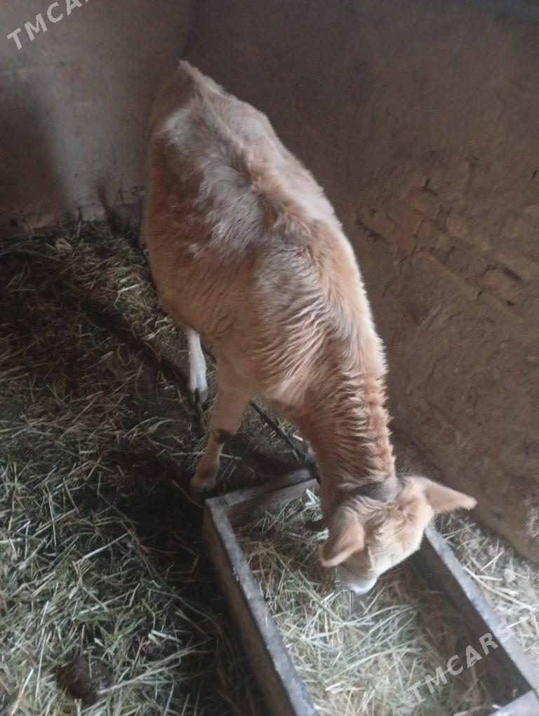 gulajyn - Mary - img 2