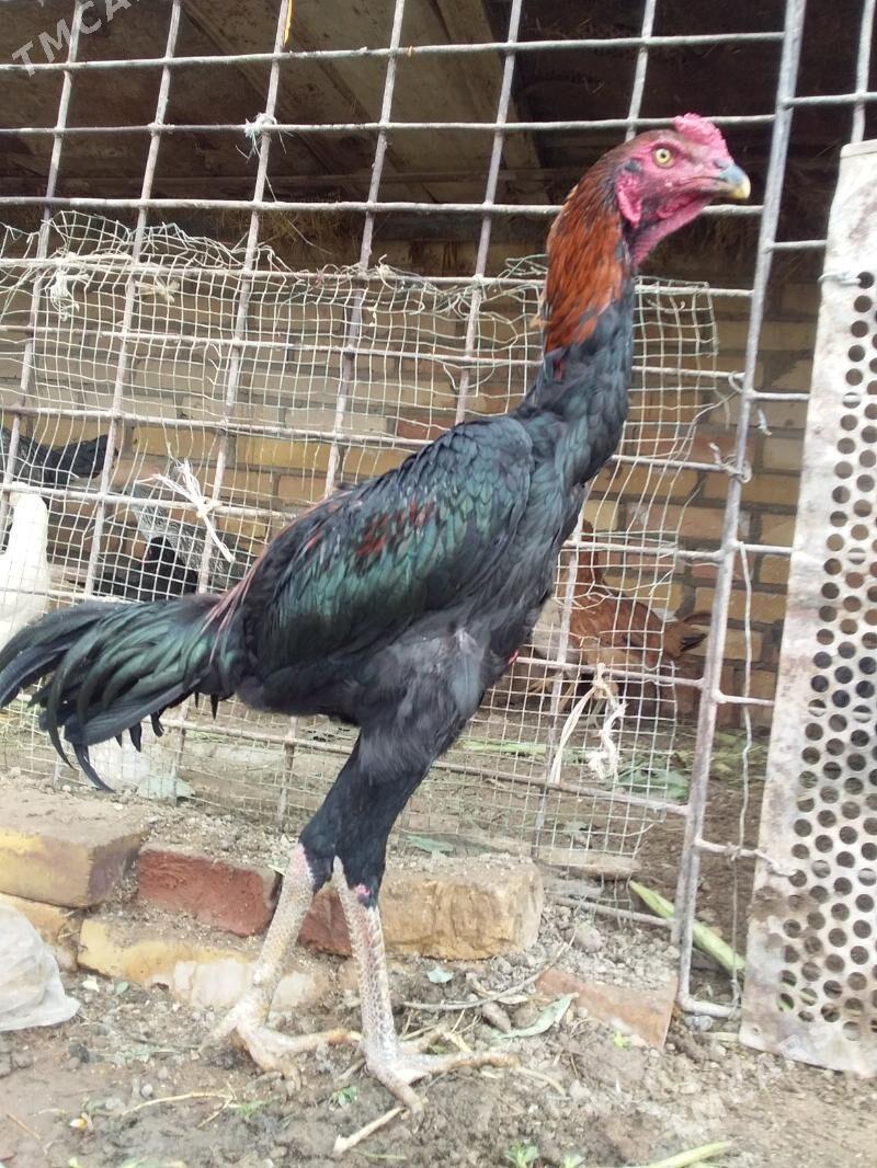 juuyje - Керки - img 8