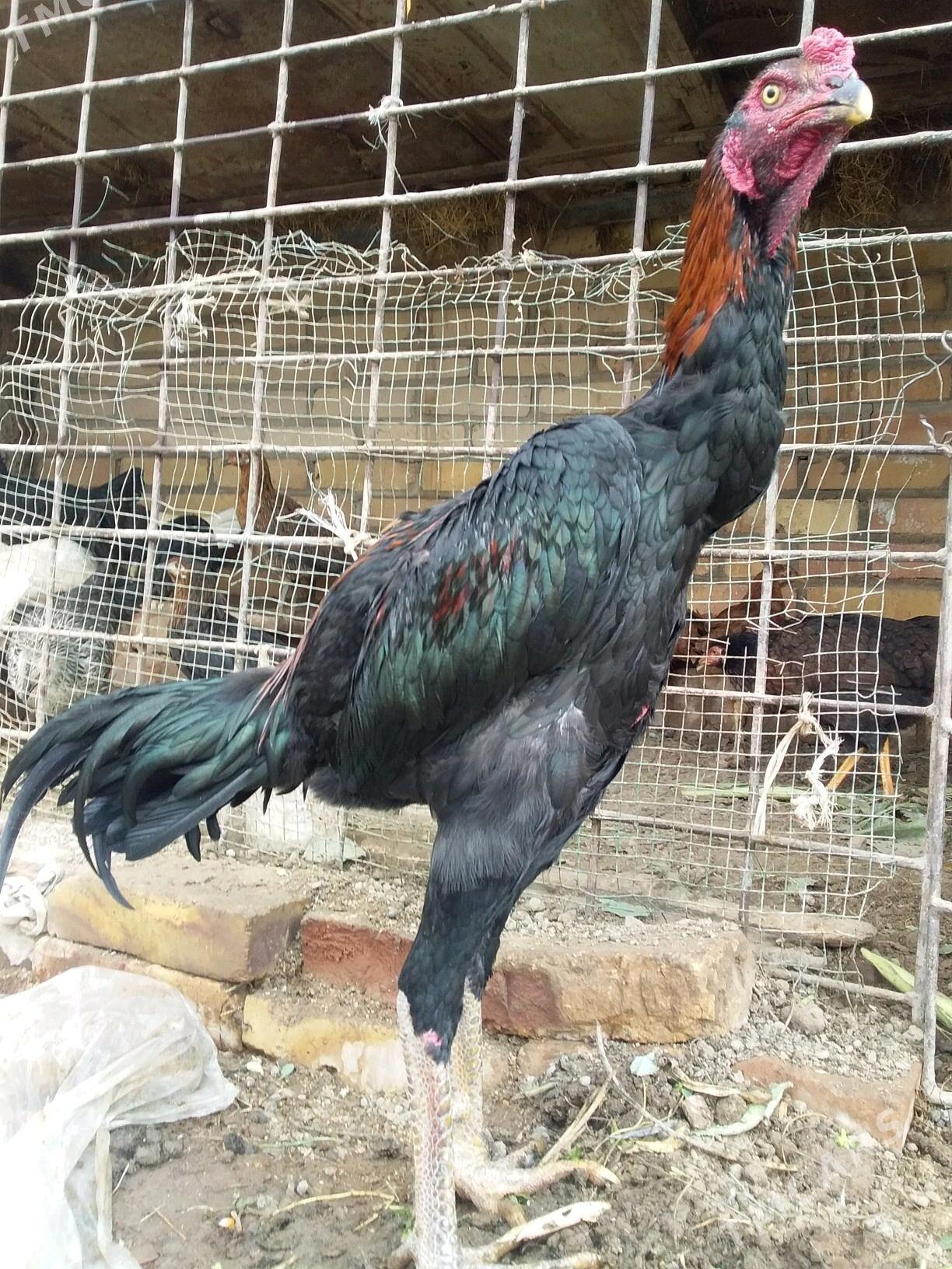 juuyje - Керки - img 2