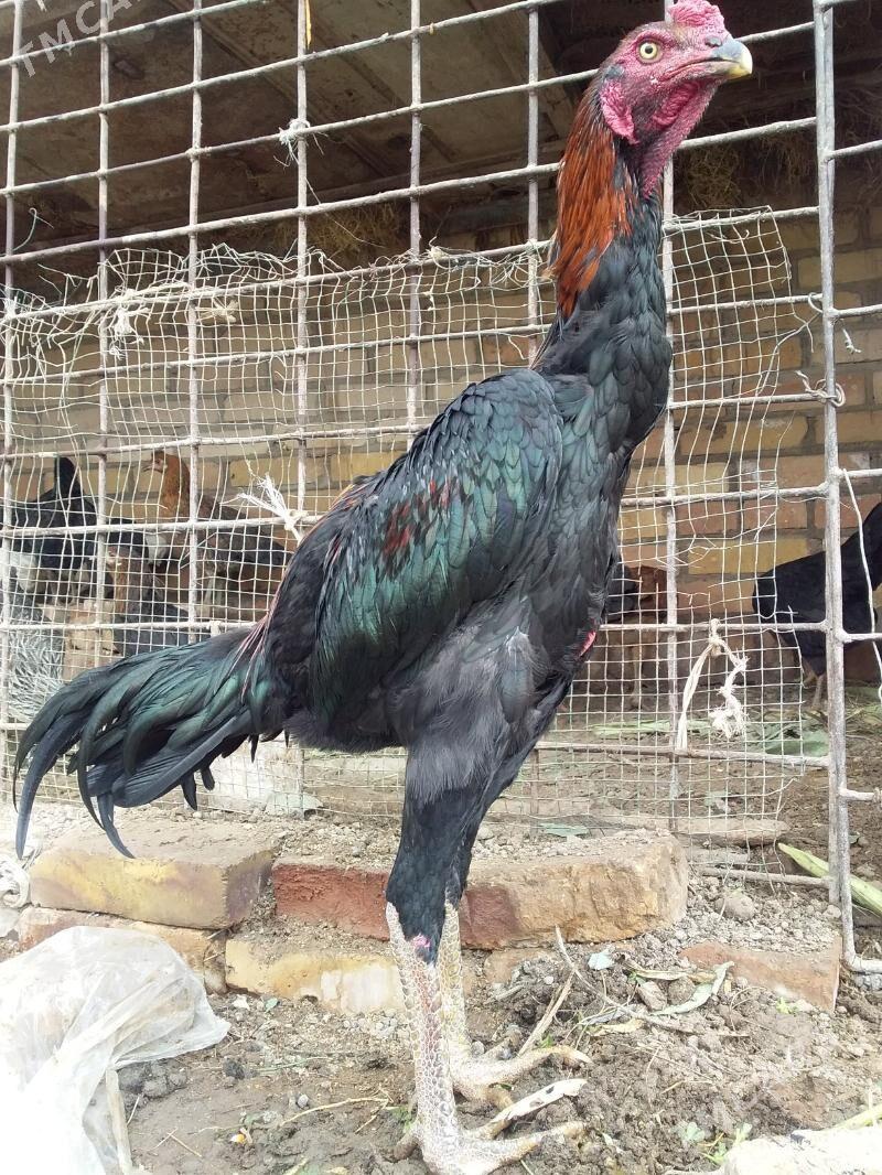 juuyje - Керки - img 3