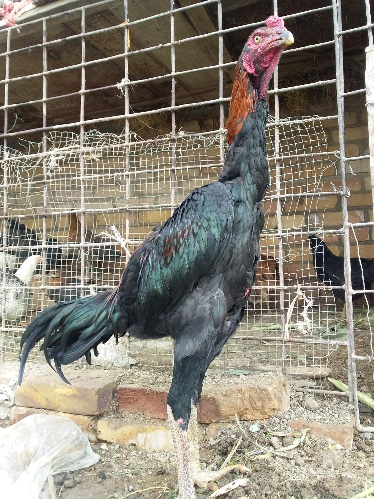 juuyje - Керки - img 4