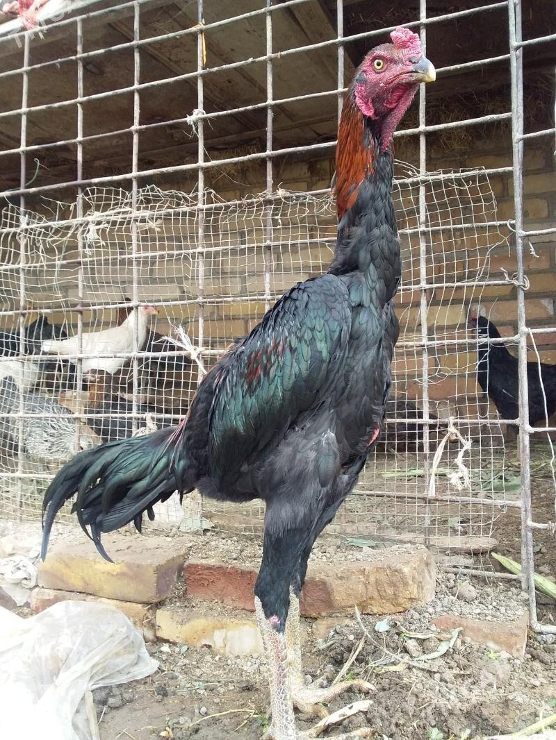 juuyje - Керки - img 5