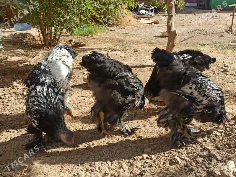 brama - Гарадамак - img 1