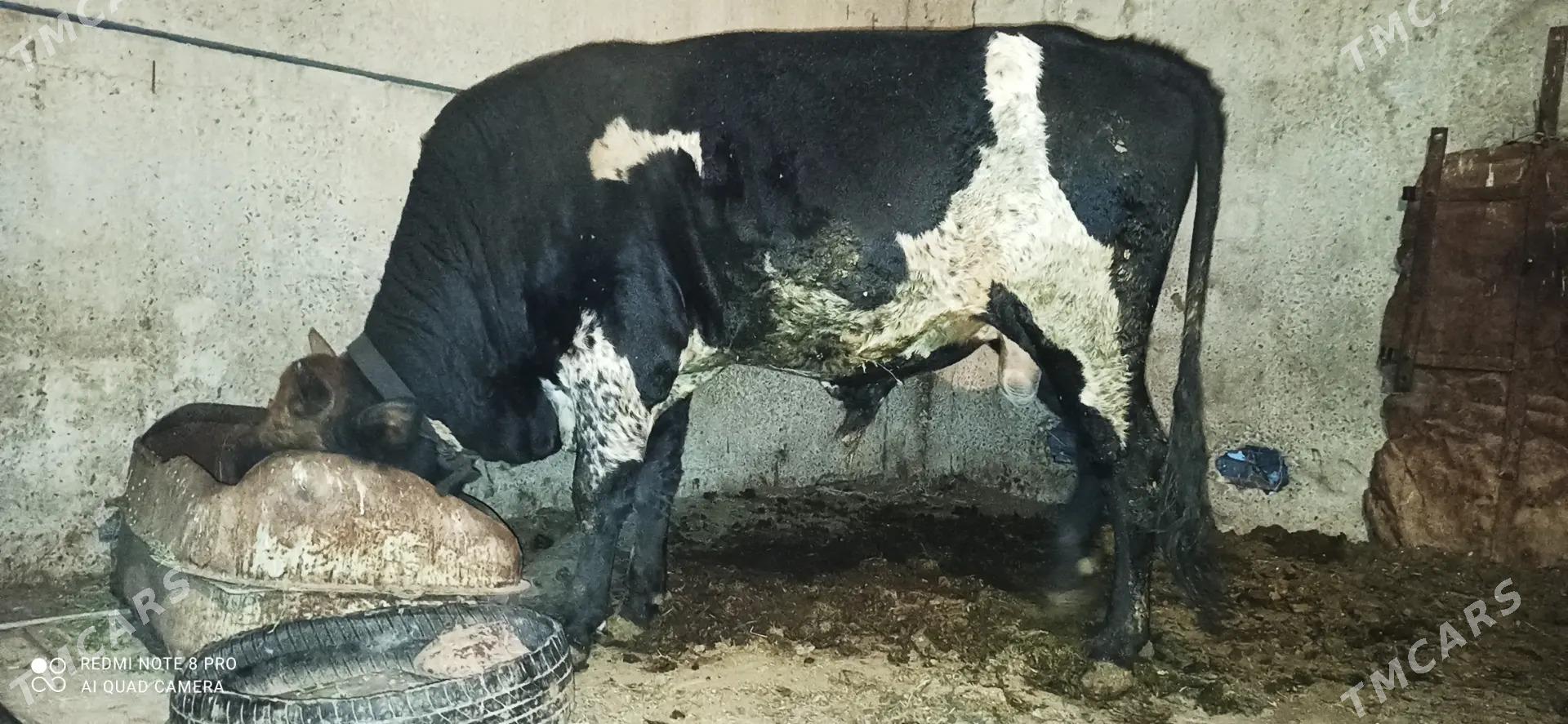 Okuz. - Ак-Бугдайский этрап - img 2