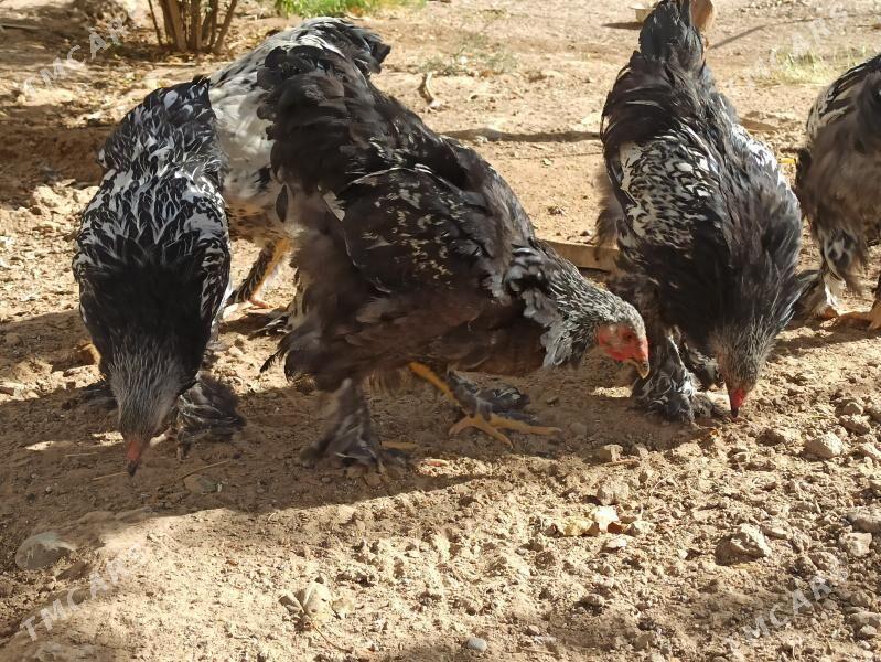 brama - Гарадамак - img 3