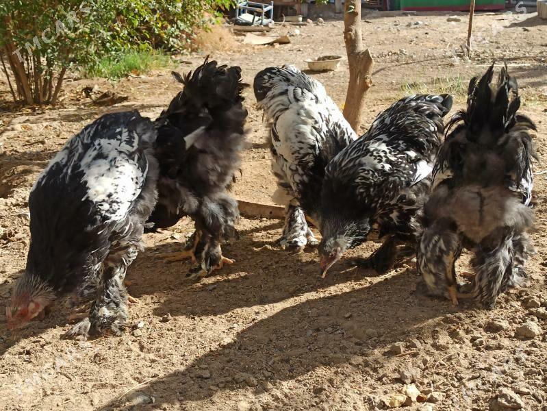 brama - Гарадамак - img 5