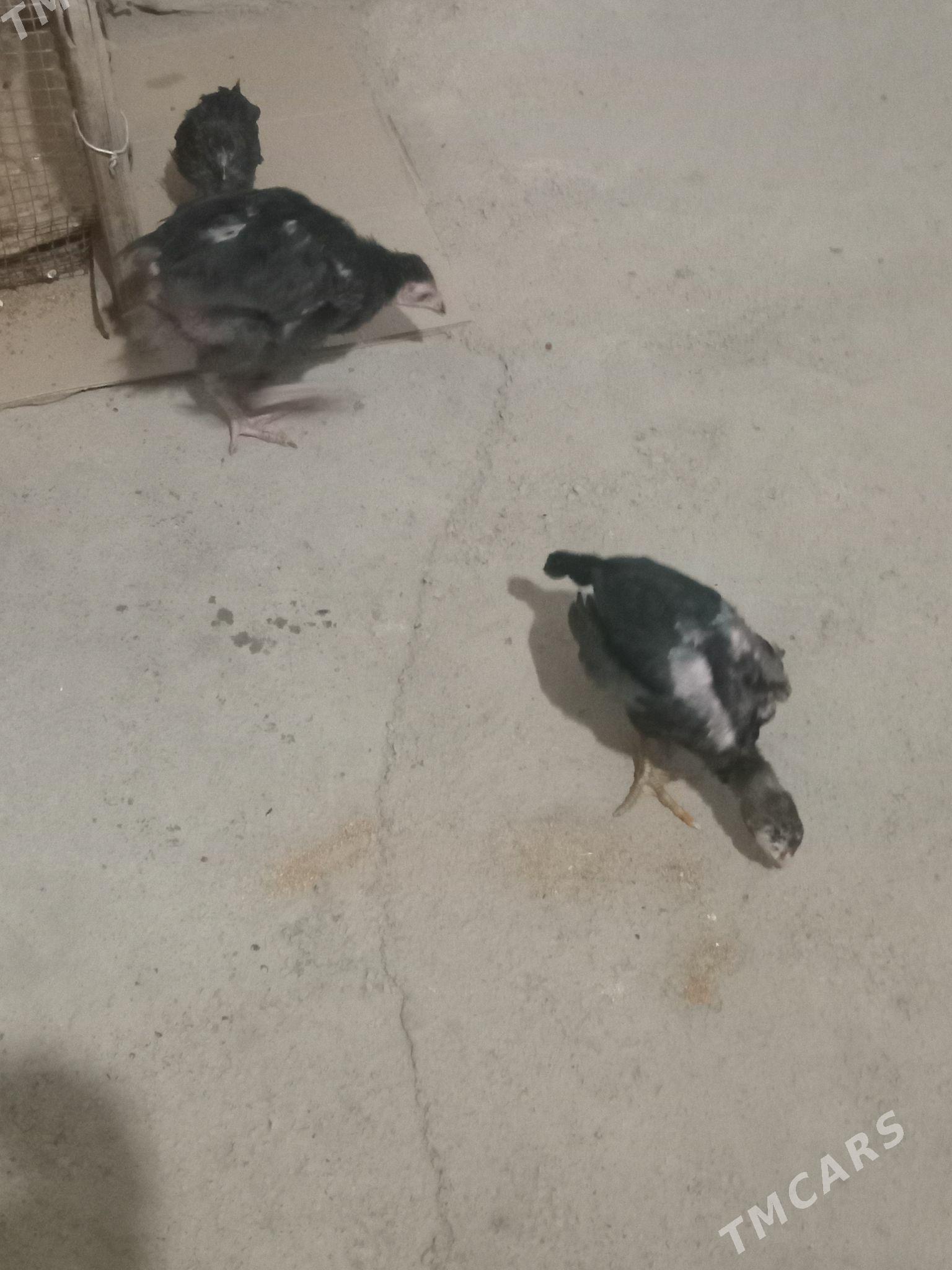 jüje - Mary - img 3