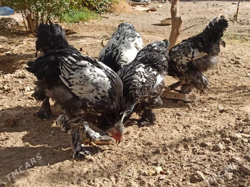 brama - Гарадамак - img 2