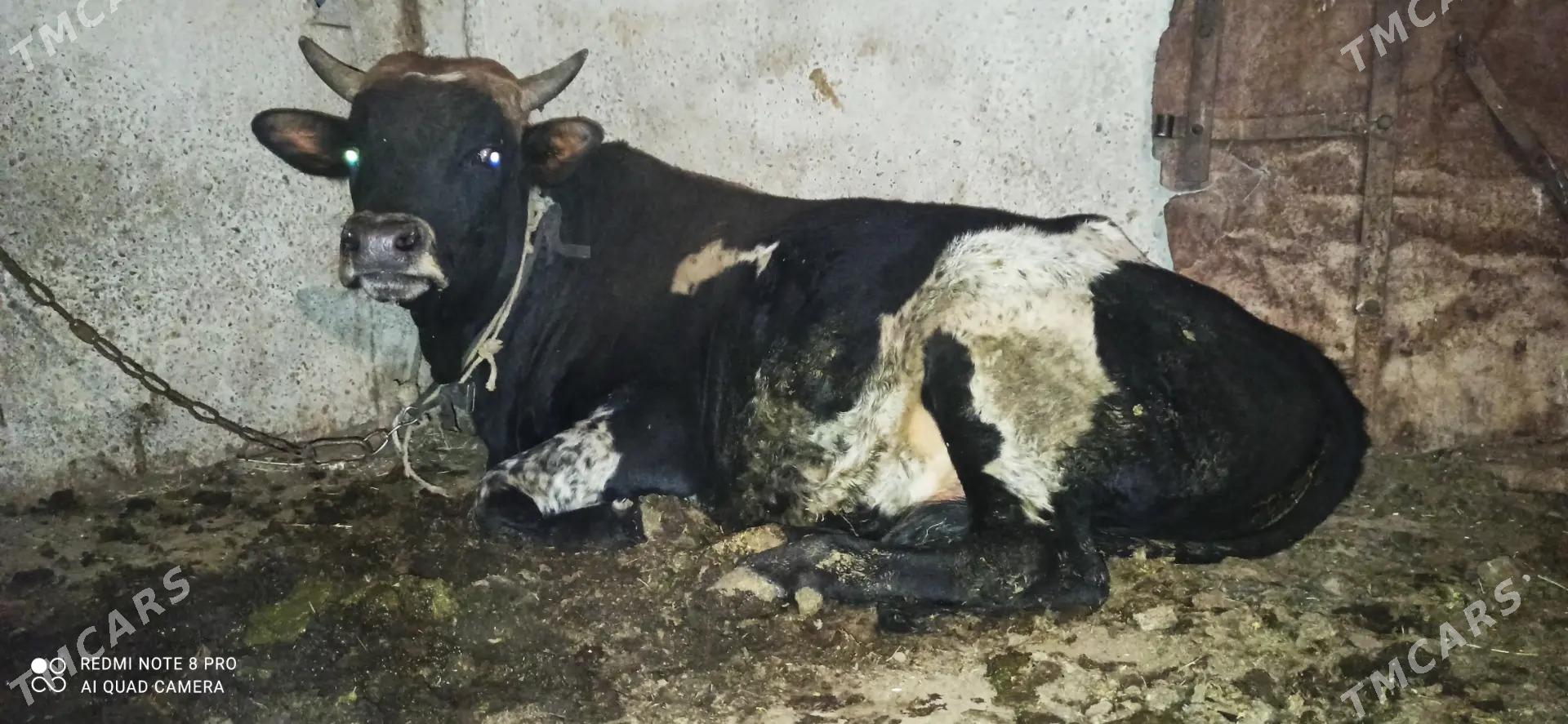 Okuz. - Ак-Бугдайский этрап - img 3