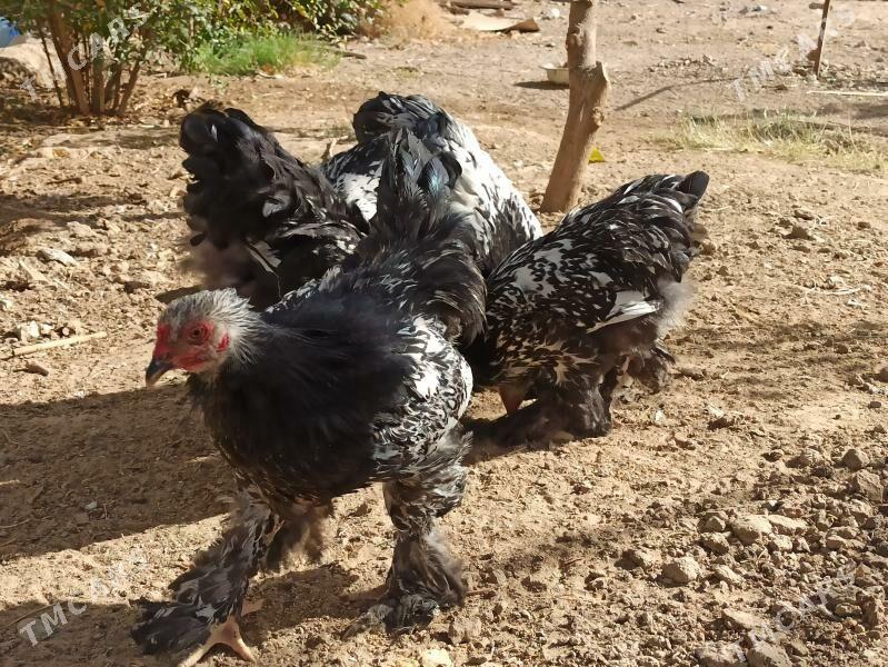 brama - Гарадамак - img 4