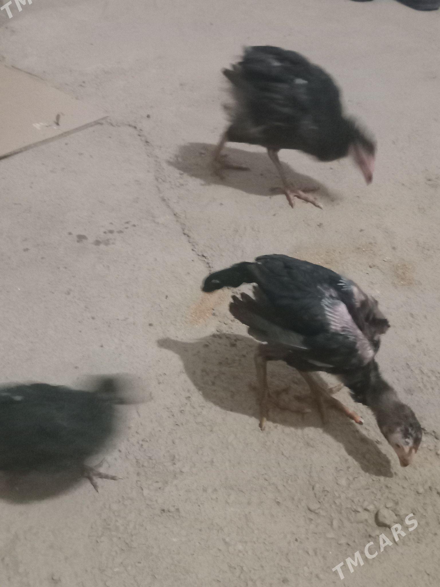 jüje - Mary - img 2