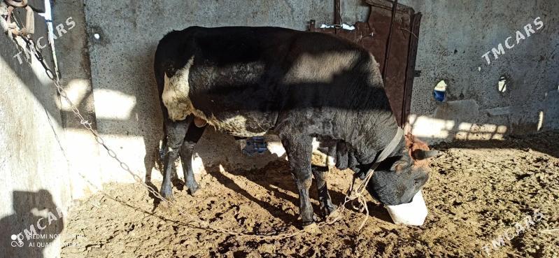 Okuz. - Ак-Бугдайский этрап - img 5